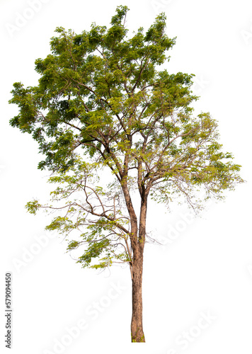 PNG tree transparent background  hight qaulity real tree soft light shooting  