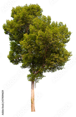 PNG tree transparent background, hight qaulity real tree soft light shooting   photo