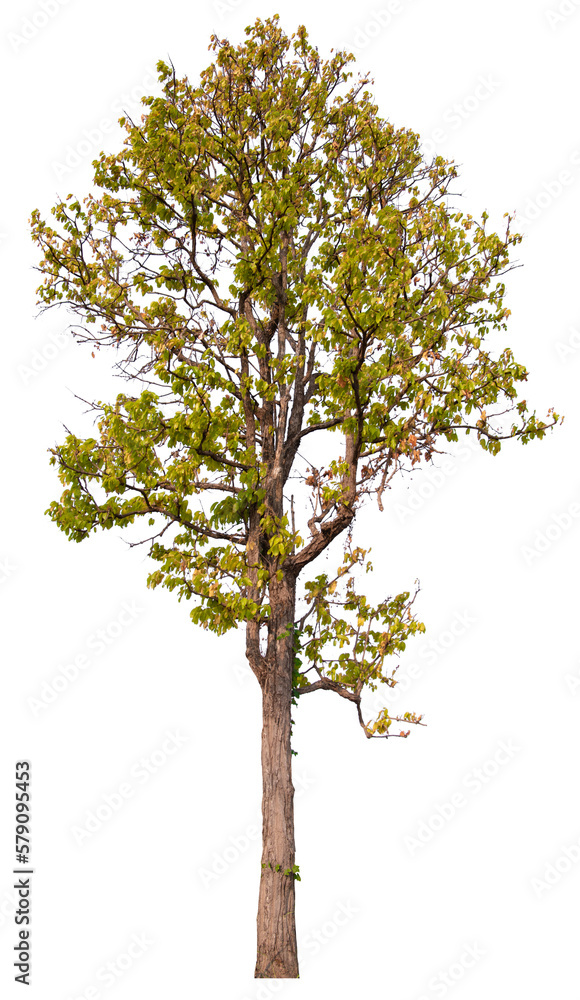 PNG tree transparent background, hight qaulity real tree soft light shooting PNG tree transparent background, hight qaulity real tree soft light shooting