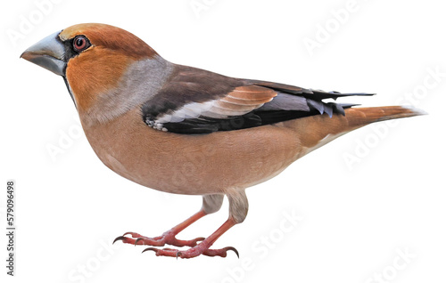 Fototapete Male of Hawfinch (Coccothraustes coccothraustes), PNG, isolated on transparent b