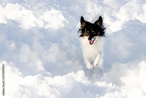 A happy dog playing in a field covered with snow. It also looks like he's between clouds in dog's heaven