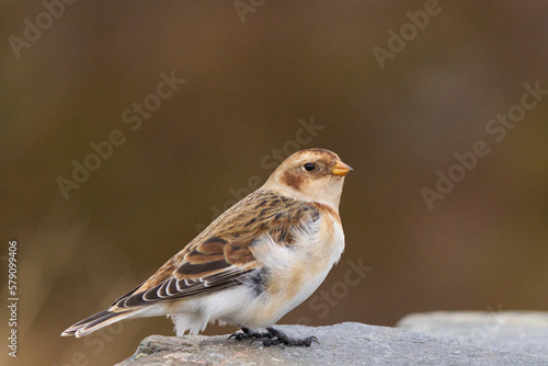 Snow Bunting (Plectrophenax nivalis) in winter in the highlands of Scotland, United Kingdom.