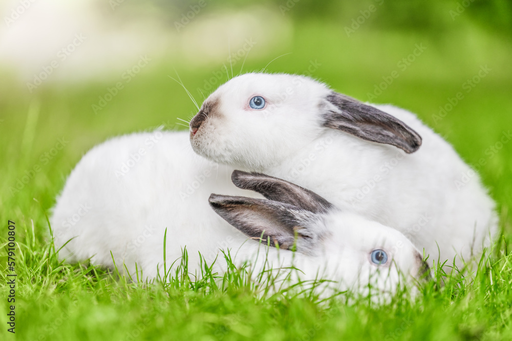 Two white rabbits with black ears snuggled up to each other on the green grass. Beauty in nature. Two white rabbits with black ears snuggled up to each other on the green grass. Beauty in nature.