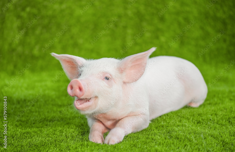 Funny young pig with a smile lying on the green grass. Funny young pig with a smile lying on the green grass.