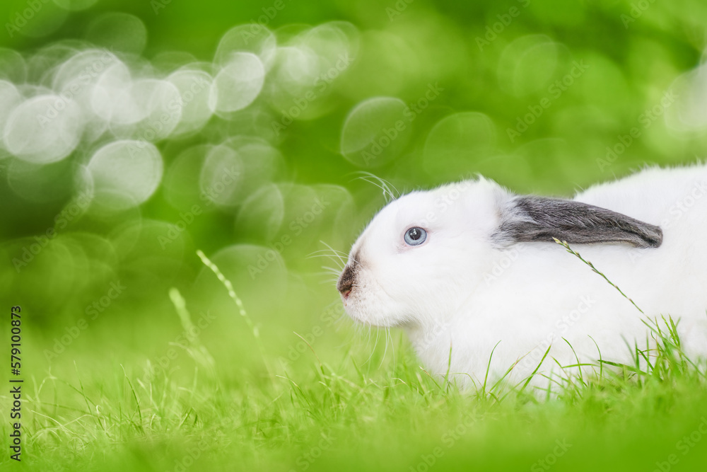 White rabbits with black ears sitting on the green grass. Beauty in nature. White rabbits with black ears sitting on the green grass. Beauty in nature.