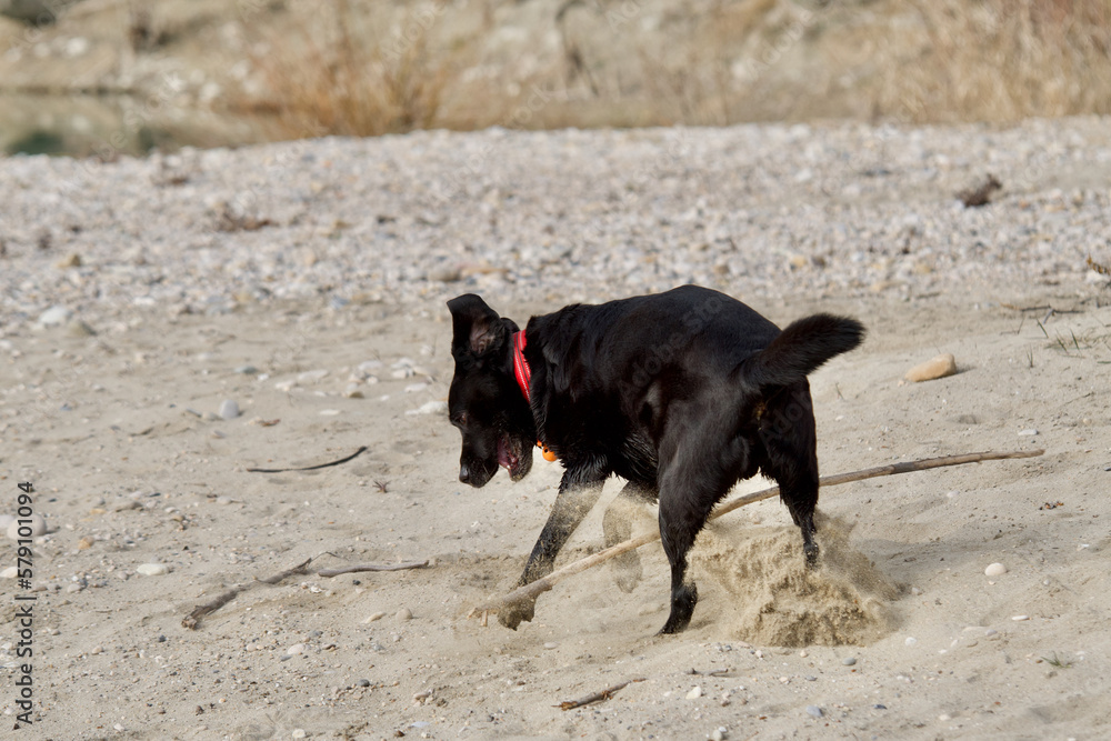 Funny black labrador retriever dog having an orange-colored bell playing like a puppy with a woodstick on sandy ground in the Miribel Jonage nature reserve near Lyon, France. Funny black labrador retriever dog having an orange-colored bell playing like a puppy with a woodstick on sandy ground in the Miribel Jonage nature reserve near Lyon, France.