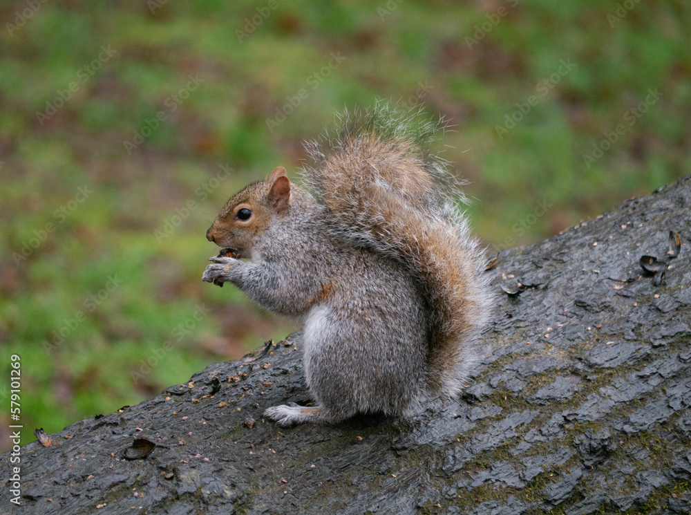 A Grey Squirrel in a park.