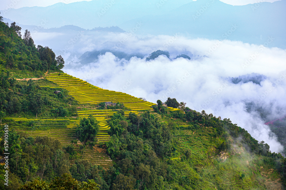 landscape of terraced rice field on top of mountain