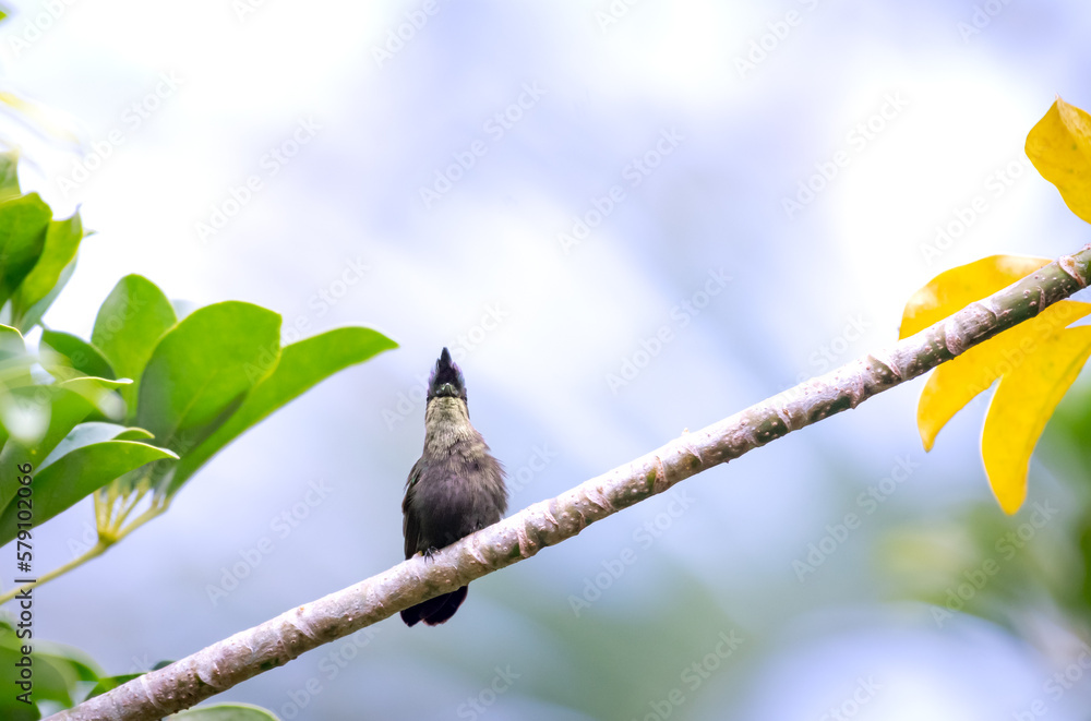 Antillean Crested hummingbird perched on a branch in a botanical garden on the island of Barbados. Antillean Crested hummingbird perched on a branch in a botanical garden on the island of Barbados.