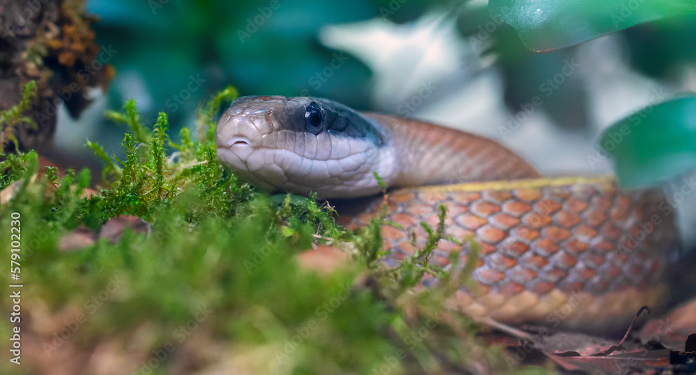 Fototapeta premium Close-up view of a Beauty rat snake (Elaphe taeniura)