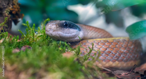 Close-up view of a Beauty rat snake (Elaphe taeniura)