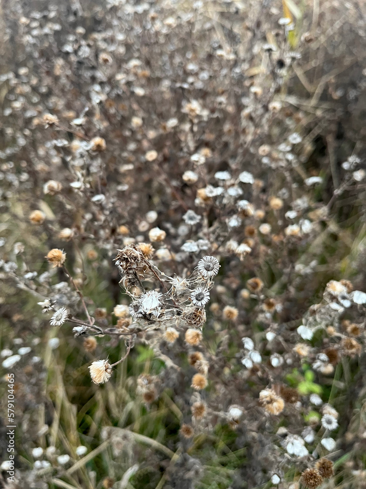 Closeup of false yellowhead dried flowers with selective focus on foreground Closeup of false yellowhead dried flowers with selective focus on foreground