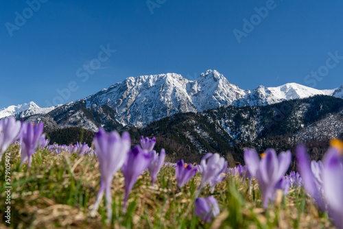 krokus, krokusy , kwiat, kwiaty, przedwiośnie, wiosna, zima, śnieg, góry , zakopane, tatry © Daniel Folek