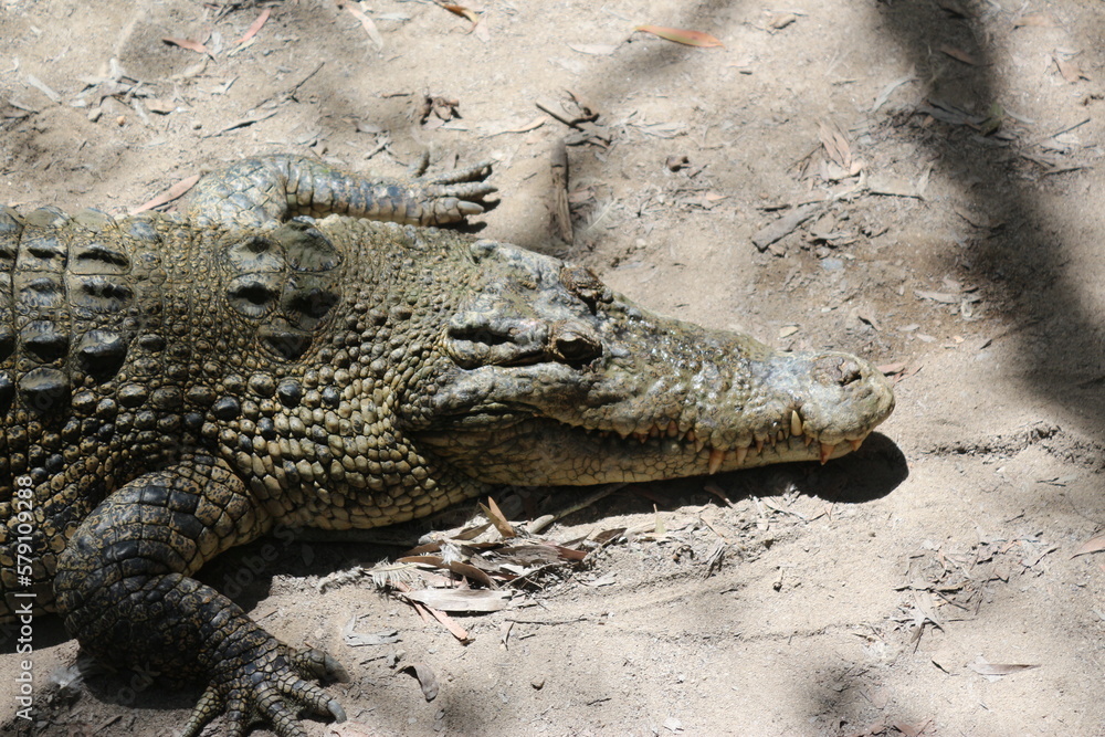 Zähne, gefährlich, Krokodil, Reptil, Alligator, Zähne, gefährlich, Krokodil, Reptil, Alligator,