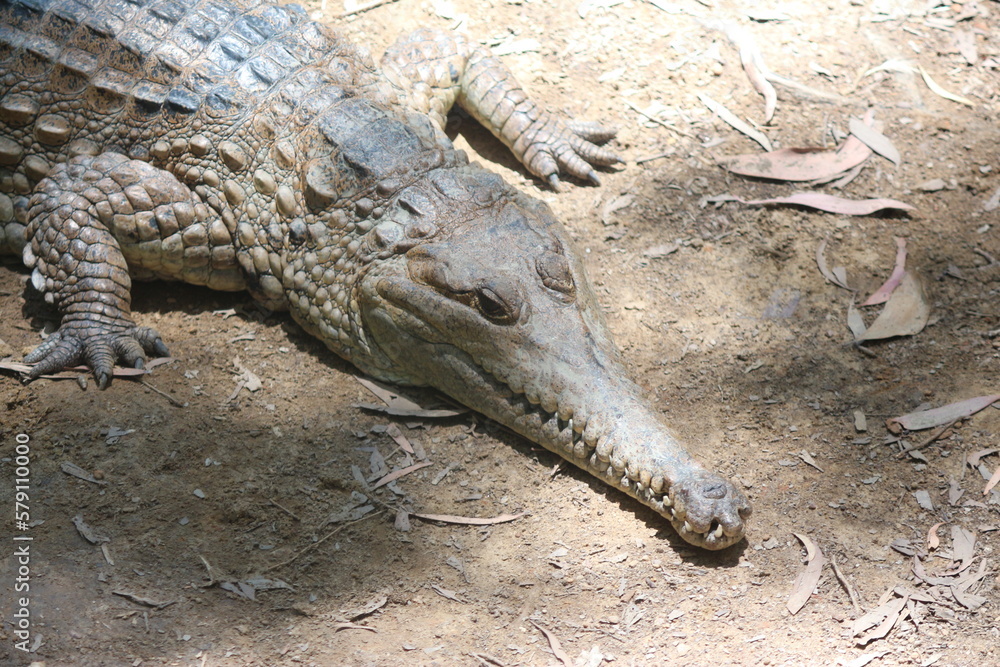 Fototapeta premium Zähne, gefährlich, Krokodil, Reptil, Alligator, 
