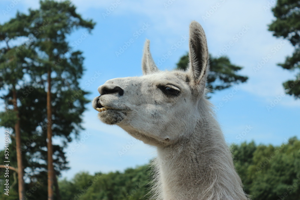 Obraz premium Lama, Alpaka, Wolle, weiß, weich Fell