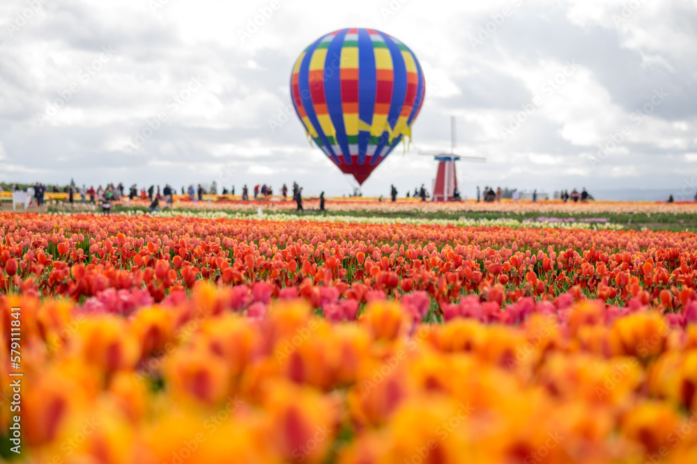 Fototapeta premium Tulip Farm, Portland, Oregon