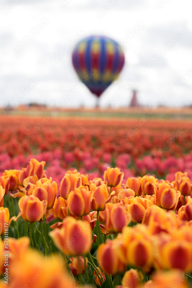 Fototapeta premium Tulip Farm, Portland, Oregon