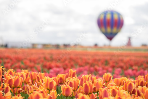 Tulip Farm, Portland, Oregon © Larry Zhou