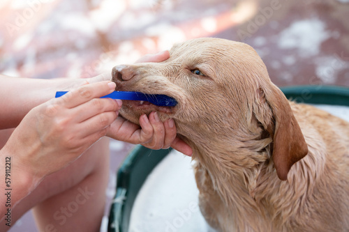 Dentist treatment of labrador dog