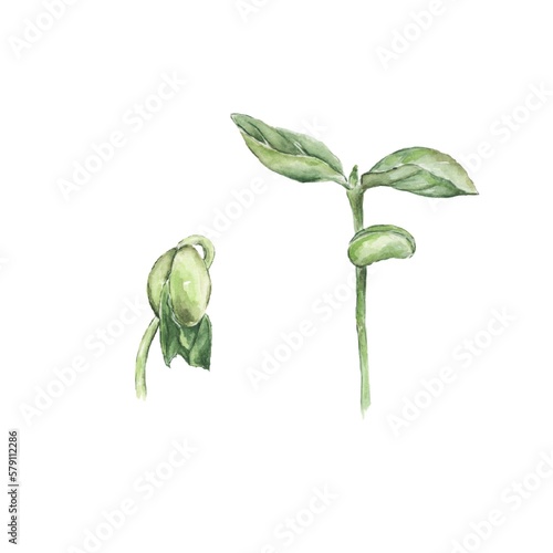 A young green plant with new sprouted leaves. A green sprout painted in watercolor on a white background. 