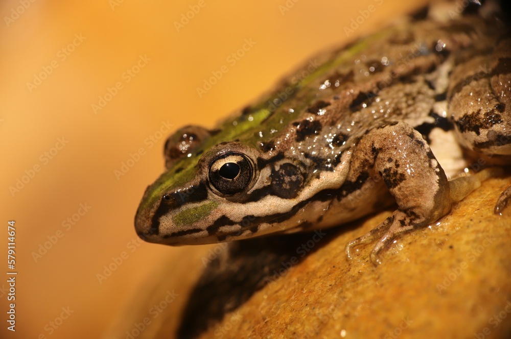 Obraz premium Green Frog Detail Background between nature