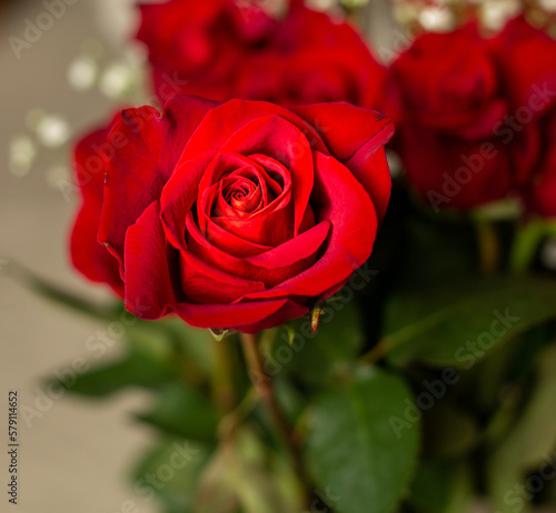 bouquet of red roses in a vase