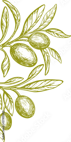 Olive branch, leaf. Graphic hand draw greek texture plant, fruit on white background. Nature decor. Fresh organic oil