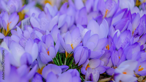 Light blue, lilac petals for a crocus. Multicolored petals for crocuses. Bright orange center flowers in a flower bed in spring blooming in the sun. The most beautiful spring flowers. © Sandris