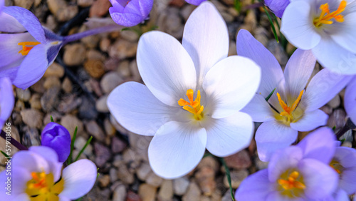 Different colored crocuses. flowers in a flower bed in spring blooming in the sun. The most beautiful spring flowers.