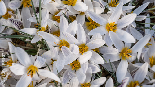 White crocuses. flowers in a flower bed in spring blooming in the sun. The most beautiful spring flowers © Sandris