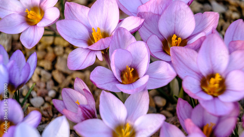 Light blue, lilac petals for a crocus. Multicolored petals for crocuses. Bright orange center flowers in a flower bed in spring blooming in the sun. The most beautiful spring flowers.