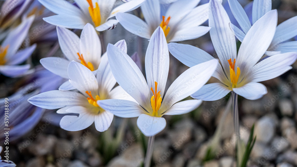Fototapeta premium White crocuses. flowers in a flower bed in spring blooming in the sun. The most beautiful spring flowers
