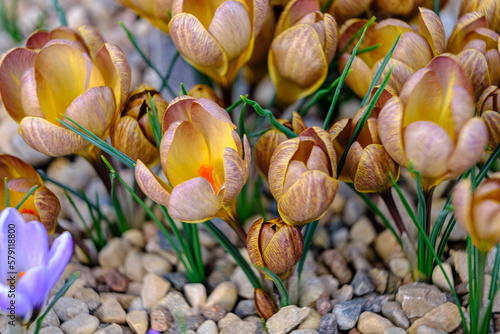 Brown petals for a crocus. Multicolored petals for crocuses. Bright orange center flowers in a flower bed in spring blooming in the sun. The most beautiful spring flowers.