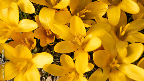 Yellow crocus flowers in a flowerbed at springtime blooming in the sun. The most beautiful spring flowers