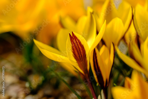 Yellow crocus flowers in a flowerbed at springtime blooming in the sun. The most beautiful spring flowers