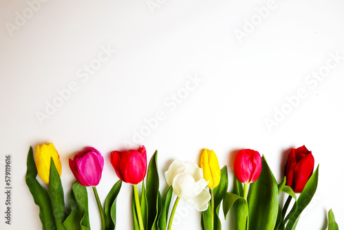 tulips on a white background. place for text with colors