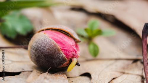 Spring in the forest. Closeup of Oak seedling sprouting from acorn among the dry leaves in the forest.