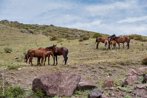 horses in the meadow © Александр Ульман