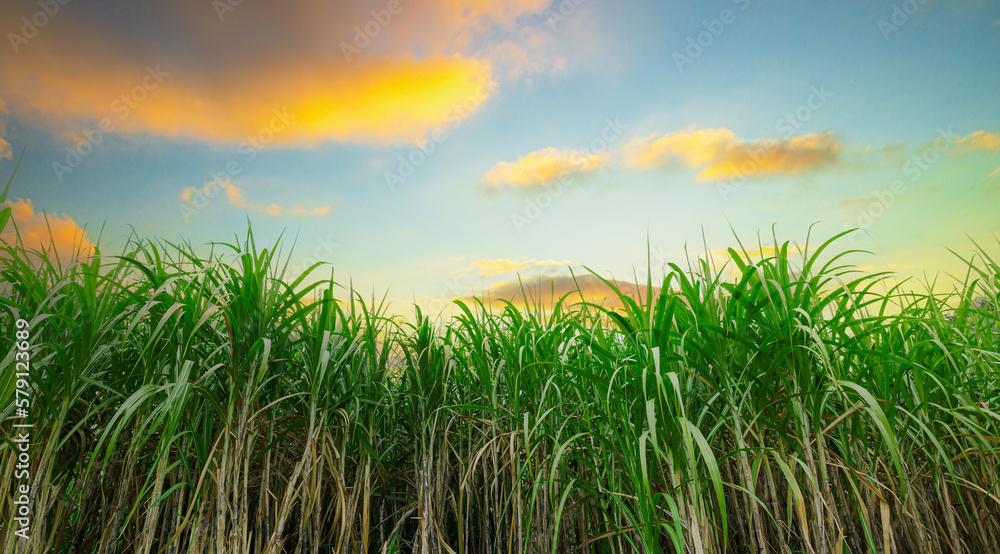 sugarcane farm,sugar cane in the sunset Sugarcane is a sweet and healthy grass of the poaceae family better known as tebu.
