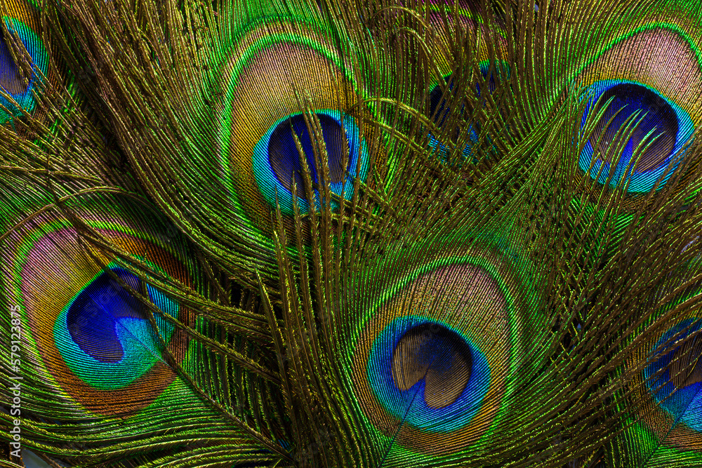 Fototapeta premium macro peacock feathers,Colorful peacock feathers background,escription Close-up of beautiful peacock feathers.