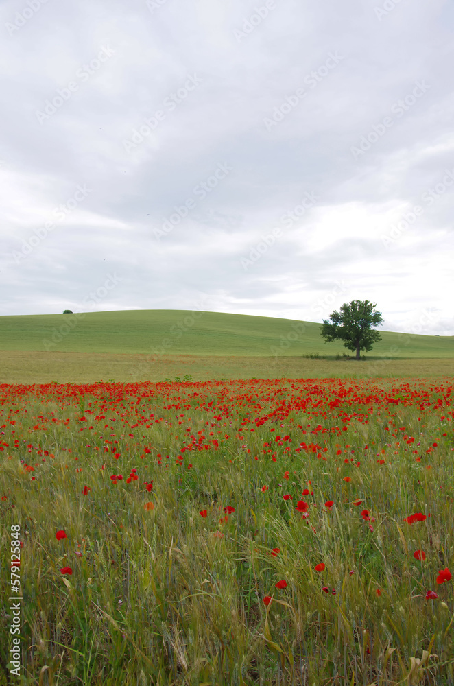 Wheat and red poppies in the Molise countryside, Italy