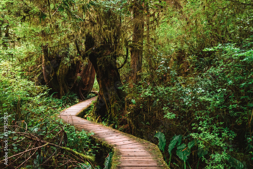 Photo Rainforest Trail Ucluelet on Vancouver Island, Canada