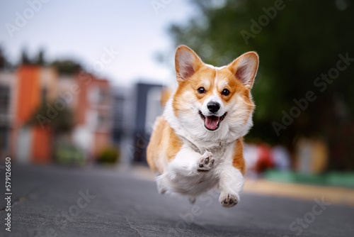 Wall Mural Cute funny welsh corgi pembroke running on the street