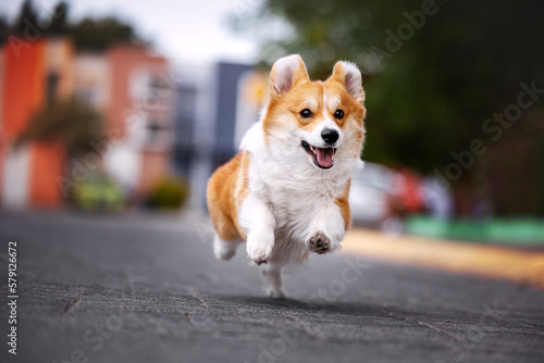 Cute funny welsh corgi pembroke running on the street