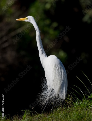 snowy egret with dark background