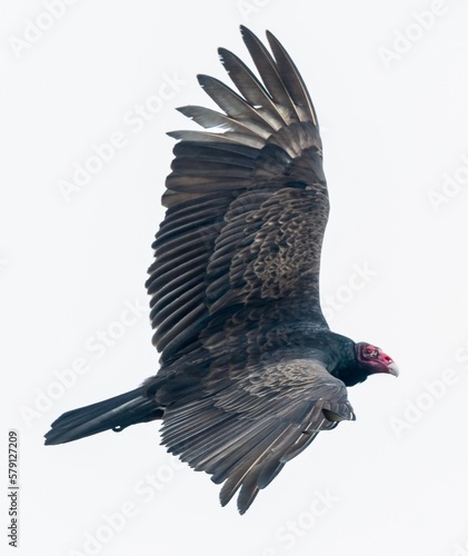 vulture in flight isolated on white