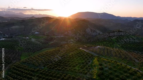 4k Aerial drone view of Olive tree fiel for the production of olive oil, Andalusia, south Spain.
