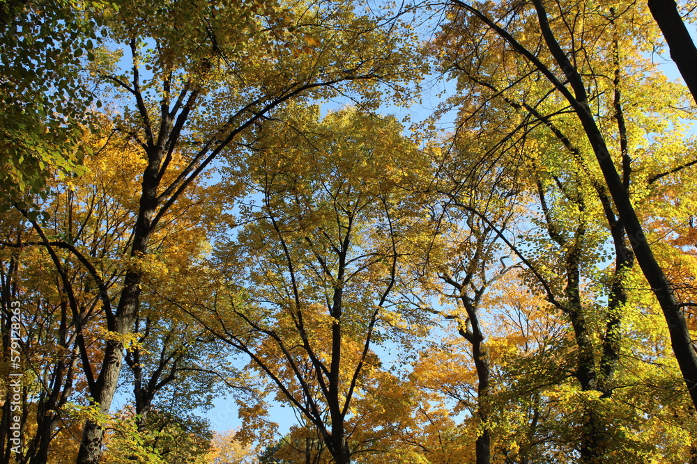 Collection of Beautiful Colorful Autumn Leaves green, yellow, orange, red