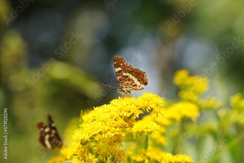 Butterfly with yellow flowers